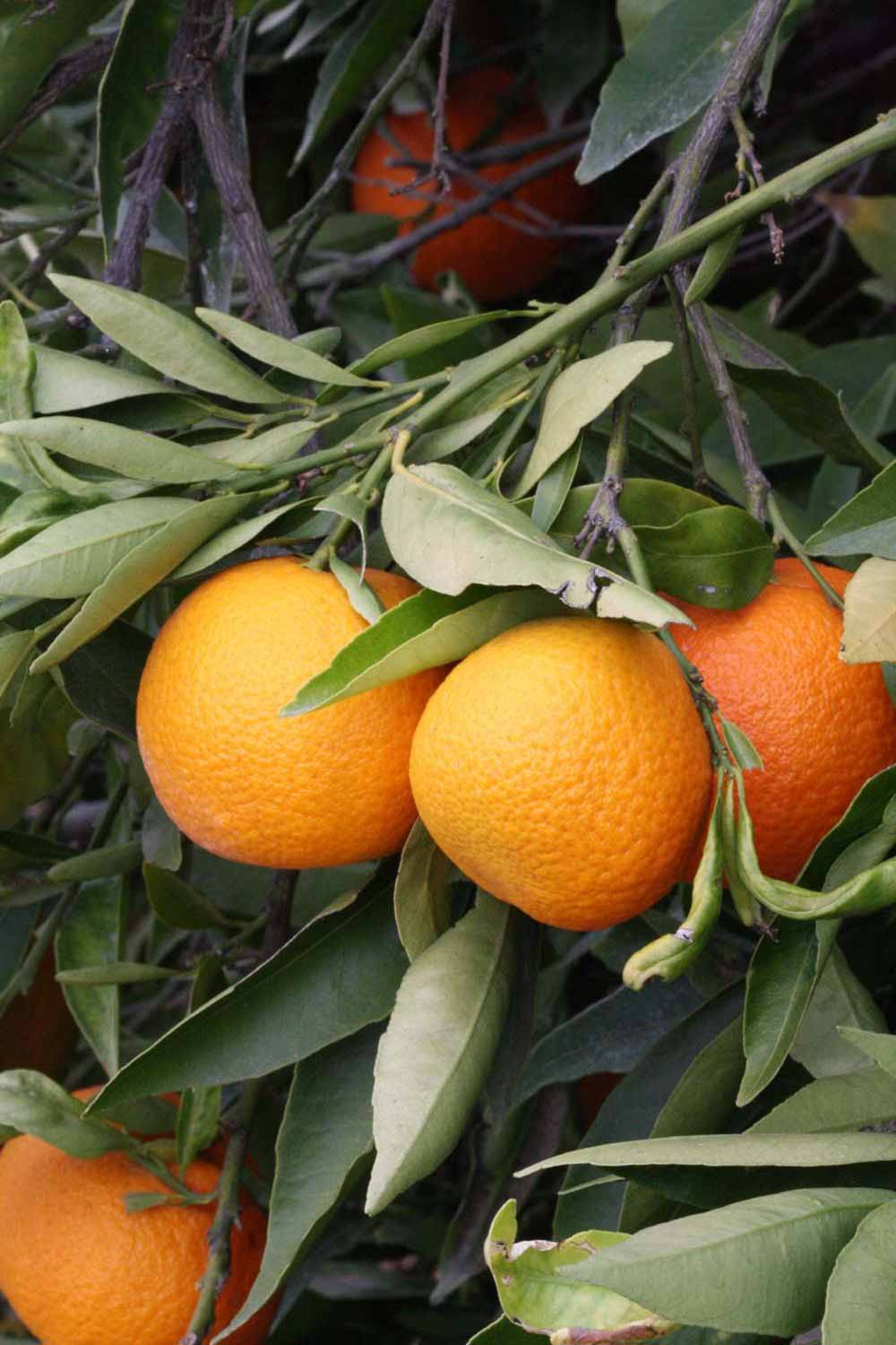              Fruit (SRA 92, Riverside, CA)       